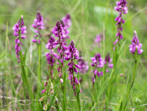 Polygala comosa blooms in nature photo