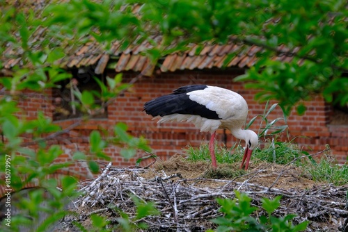 Close-up of stork in nest on roof of building. Stork village of Zywkowo, Warmia, Poland  © Iwona