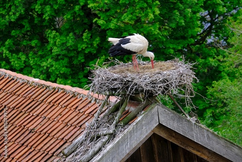 Close-up of stork in nest on roof of building. Stork village of Zywkowo  Warmia  Poland 