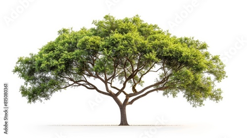 Isolated Tree on White Background for Nature Designs Generative AI