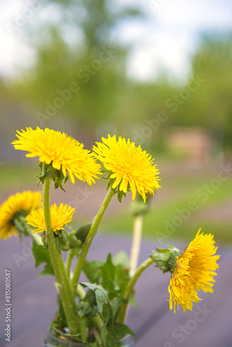 Bouquet of yellow dandelion on a natural background