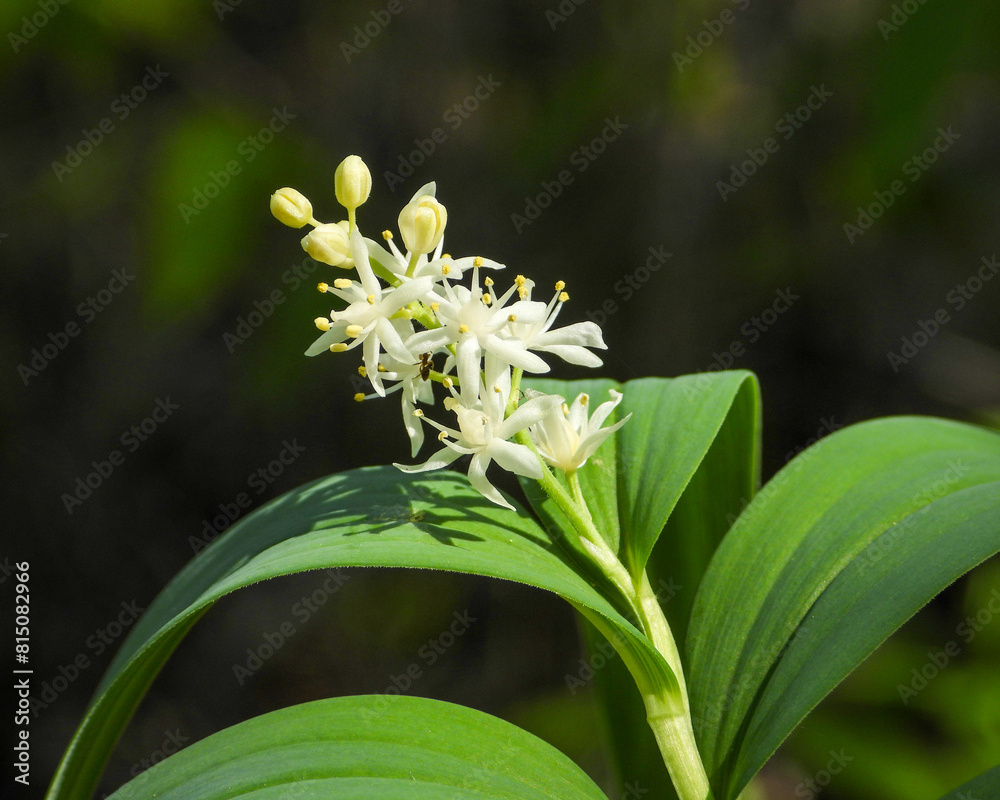Obraz premium Maianthemum stellatum (Starry False Solomon's Seal) Native North American Wildflower