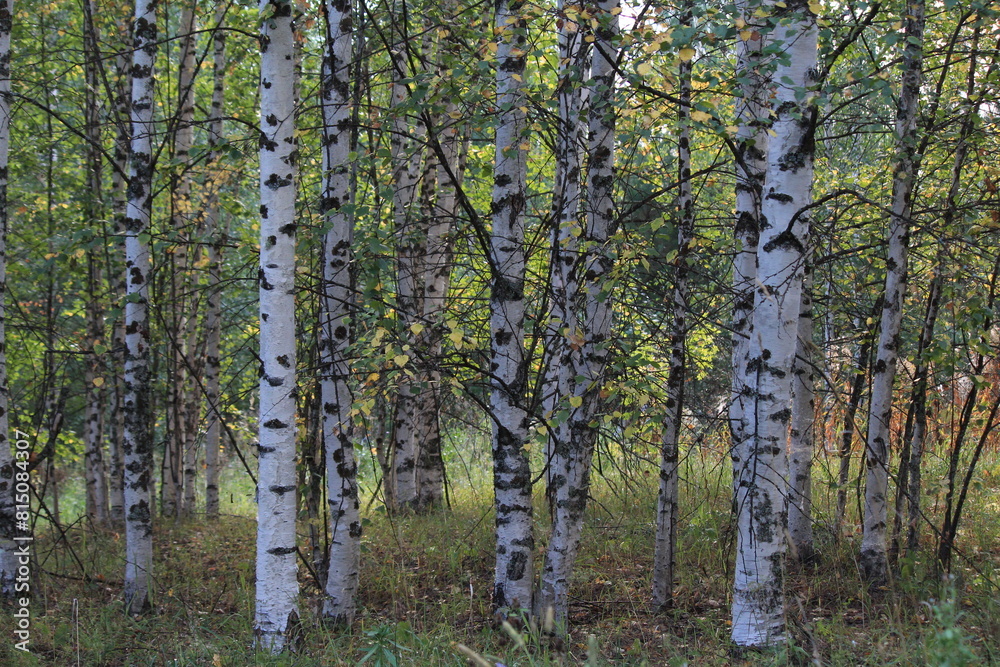 Fototapeta premium birch forest in summer