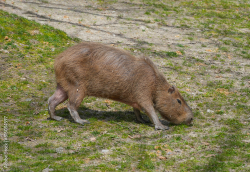close up on capybara on the meadow photo