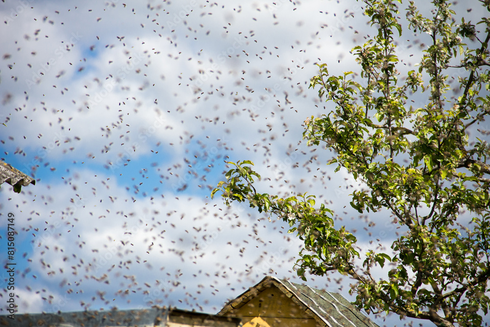 Αυτοκόλλητο A young swarm of bees flew in and flew into the hive