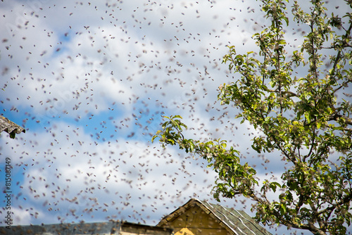 A young swarm of bees flew in and flew into the hive. Numerous bees are circling in the sky.