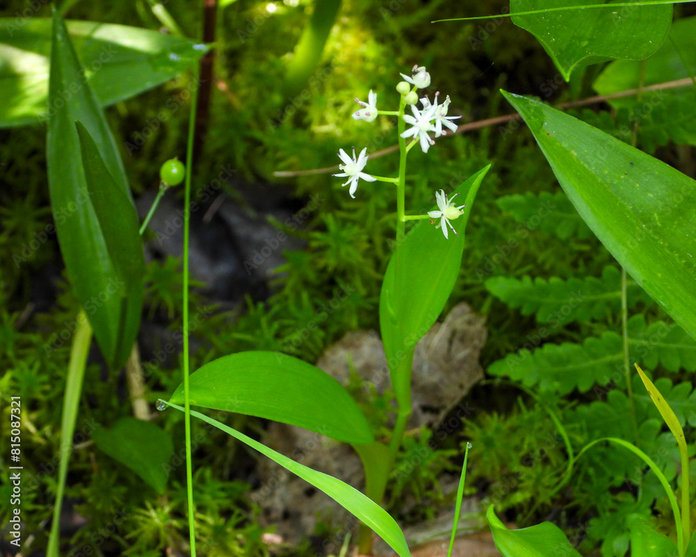 Maianthemum trifolium (Three-leaf False Solomon's-seal) Native North American Wildflower