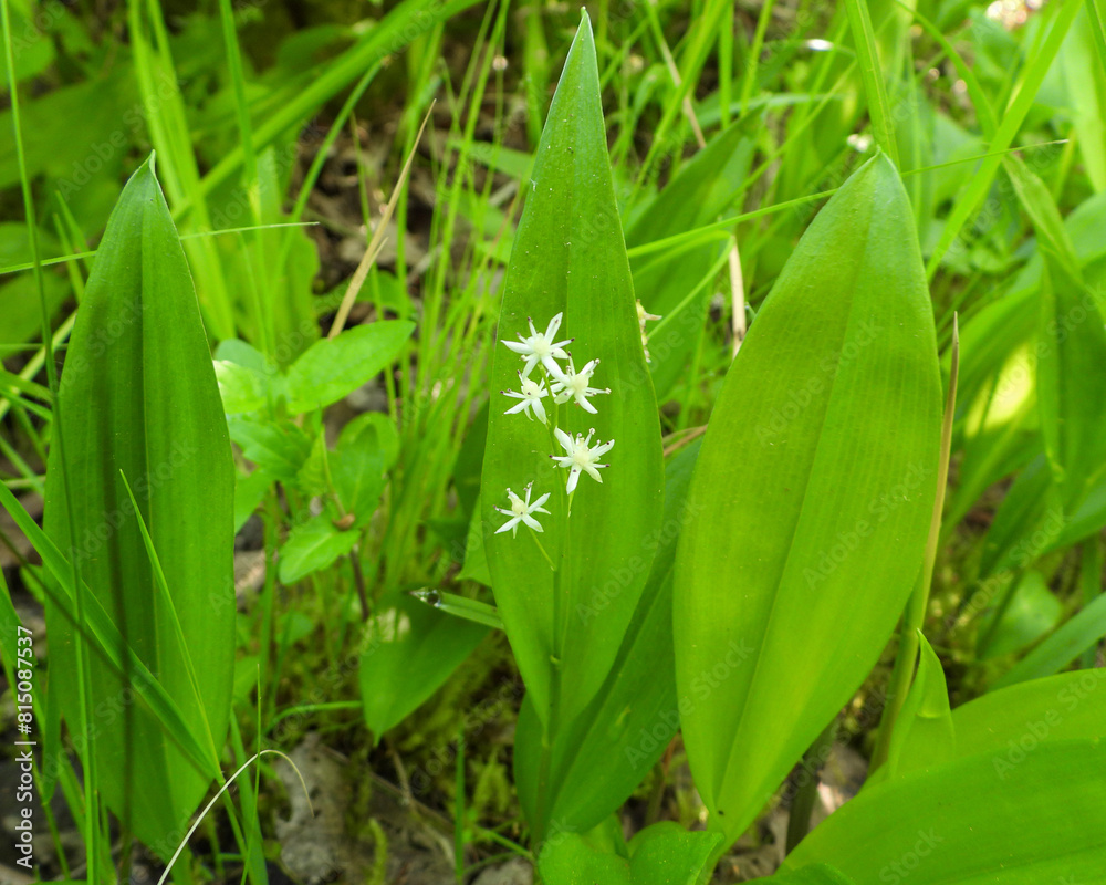 Fototapeta premium Maianthemum trifolium (Three-leaf False Solomon's-seal) Native North American Wildflower
