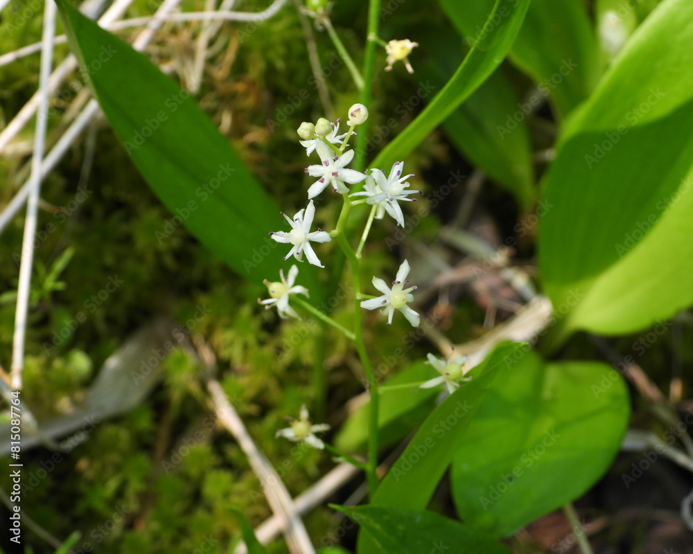Maianthemum trifolium (Three-leaf False Solomon's-seal) Native North American Wildflower Maianthemum trifolium (Three-leaf False Solomon's-seal) Native North American Wildflower