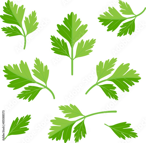 Green leaves of fresh parsley plant. Vegan food vector design elements