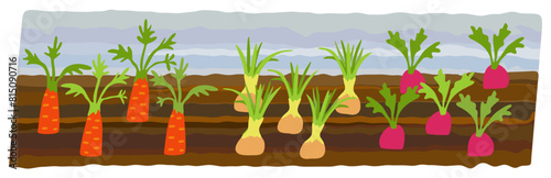 Vegetable beds. Summer garden. Carrot, radish, onion. Garden sprouted plants. Vector isolated illustration