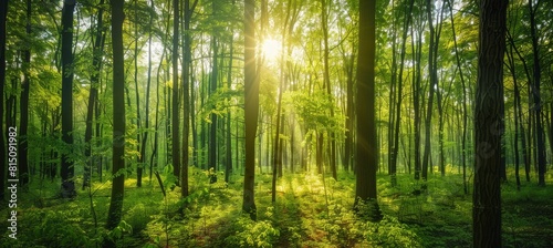 Sunlit Forest Landscape