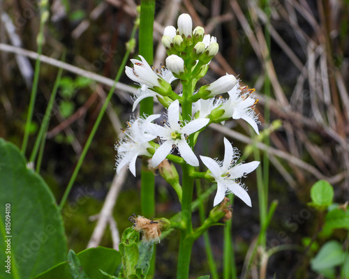 Menyanthes trifoliata Bog Buckbean Native North American Wetland Wildflower photo