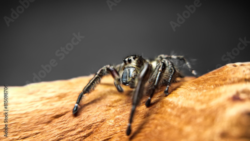 Hyllus diardi jumping spider family Salticidae, jump spider. Hyllus diardi male spiders, animal arachnid group of spiders that constitute the family jumping web spider.
