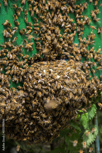 A young swarm of bees flew in and flew into the hive. Numerous bees are circling in the sky.