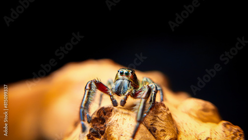 фотографія Hyllus diardi jumping spider family Salticidae, jump spider