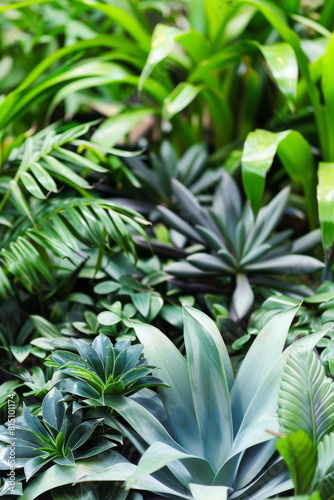 Lush Diverse Foliage Featuring Various Green Plants and Tropical Leaves in Vibrant Setting