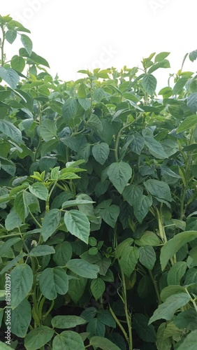 Cyamopsis tetragonoloba or cluster bean in the agriculture field photo