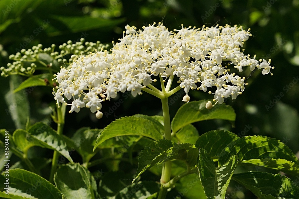 White flower cluster (called corymb) of Black Elder plant, also called Black Elderberry, latin name Sambucus Nigra, sunlit by spring daylight sunshine. Corymb with flower buds in background. White flower cluster (called corymb) of Black Elder plant, also called Black Elderberry, latin name Sambucus Nigra, sunlit by spring daylight sunshine. Corymb with flower buds in background.