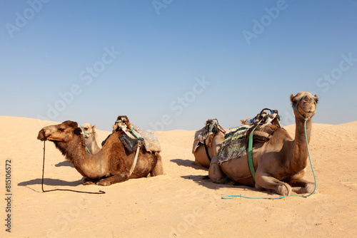 serene desert scene with four camels resting on the sand