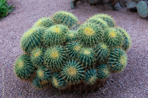 Cactus green plant