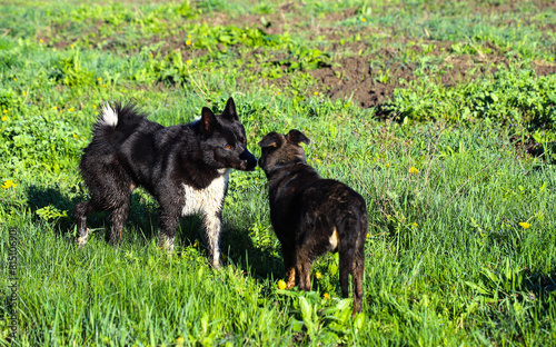 Two black dogs, a larger one and a smaller one, are looking at each other intently. Familiarity for further play. Category of domestic animals. © Stepanych