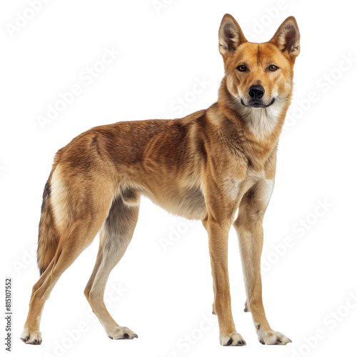 A lone brown dingo stands attentively in front of a plain white backdrop, a Beaver Isolated on a whitePNG Background