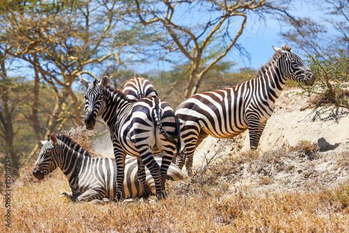 Plains zebras