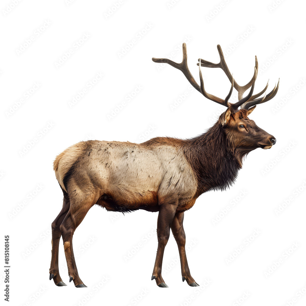 Fototapeta premium An elk stands proudly against a white backdrop, a elk isolated on transparent background