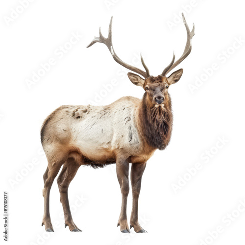 A lone elk stands in front of a plain white backdrop  a Beaver Isolated on a whitePNG Background