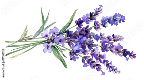 Beautiful Lavender flowers bunch in watercolor style on a white background. Generate AI