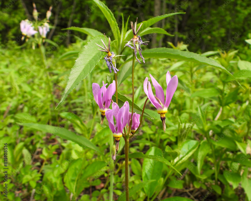 Fototapeta premium Dodecatheon meadia - Prairie Shooting Star - Native North American Wildflower