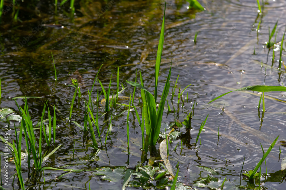 Phragmites australis at the water's edge. Spring young shoots in the water Phragmites australis at the water's edge. Spring young shoots in the water