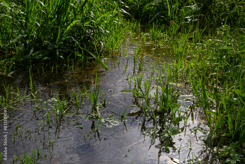 Phragmites australis at the water's edge. Spring young shoots in the water Phragmites australis at the water's edge. Spring young shoots in the water