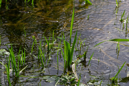 Phragmites australis at the water's edge. Spring young shoots in the water