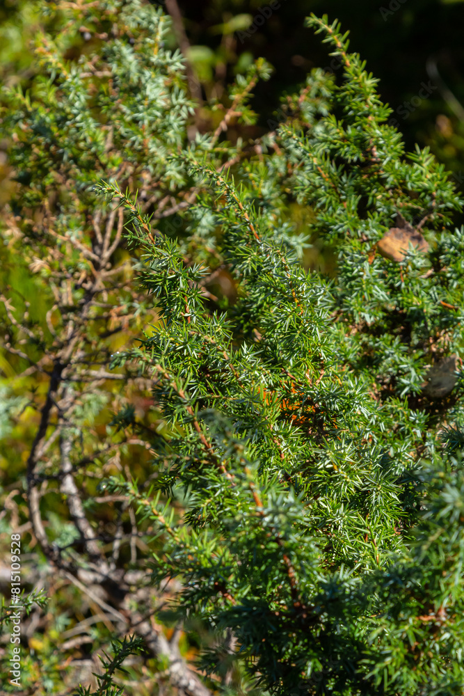 Juniperus communis, the common juniper, is a species of conifer in the family Cupressaceae. branches of common juniper Juniperus communis on a green blurred bokeh background Juniperus communis, the common juniper, is a species of conifer in the family Cupressaceae. branches of common juniper Juniperus communis on a green blurred bokeh background