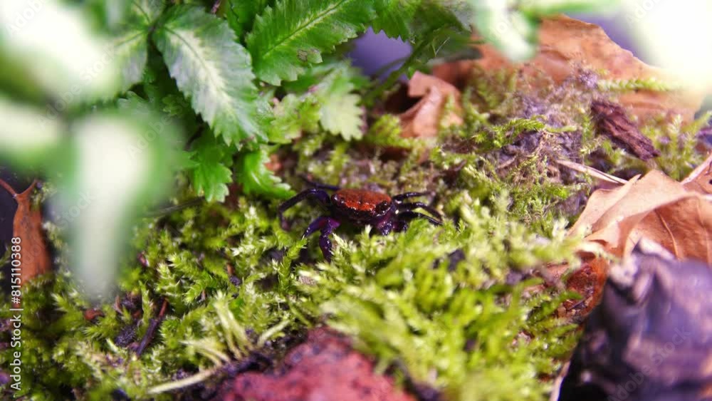 Geosesarma Vampire Crab Paludarium Geosesarma Vampire Crab Paludarium