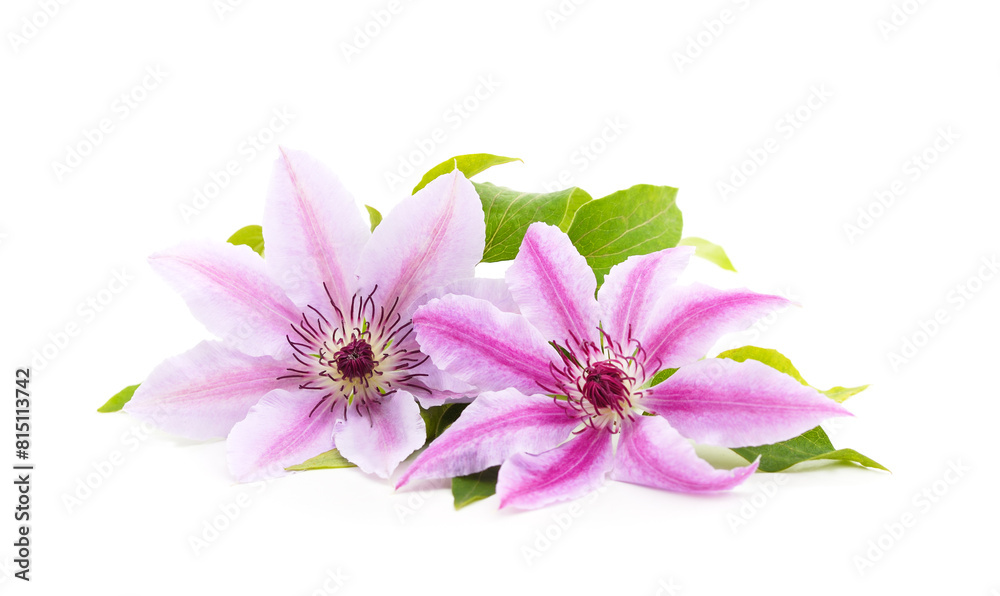 Two purple clematis with green leaves. Two purple clematis with green leaves.