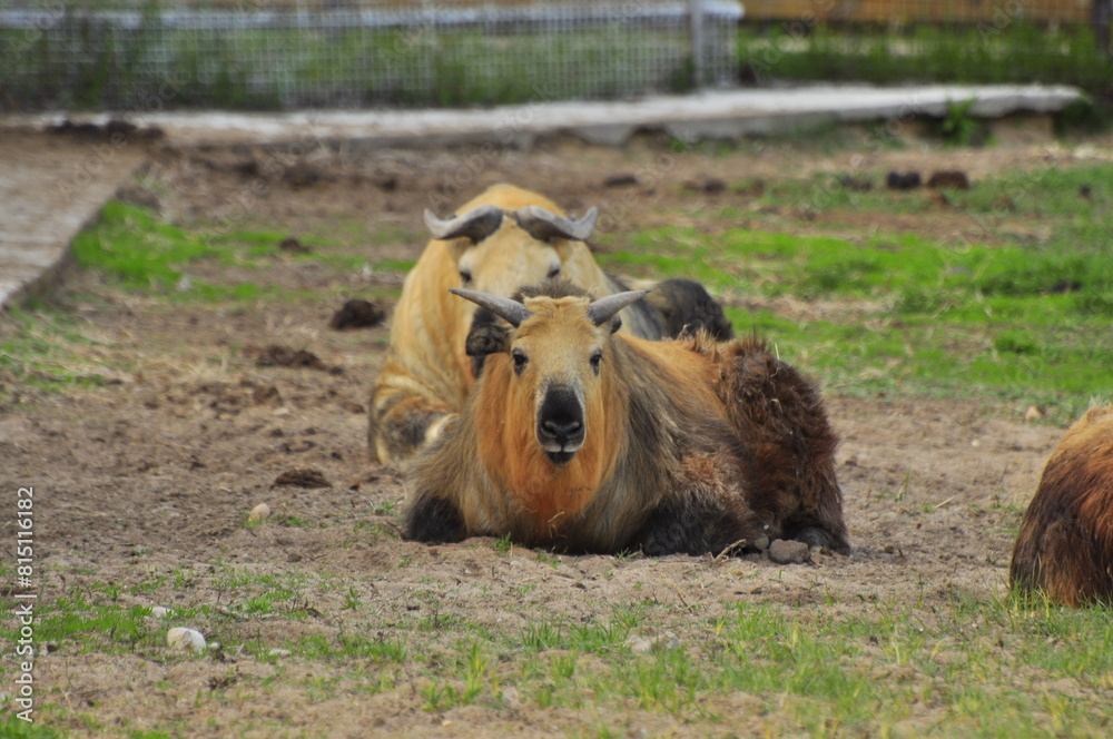 Fototapeta premium Animals - traditionally (since Aristotle) distinguished category of organisms, currently considered as a biological kingdom. Animals are the main object of study of zoology