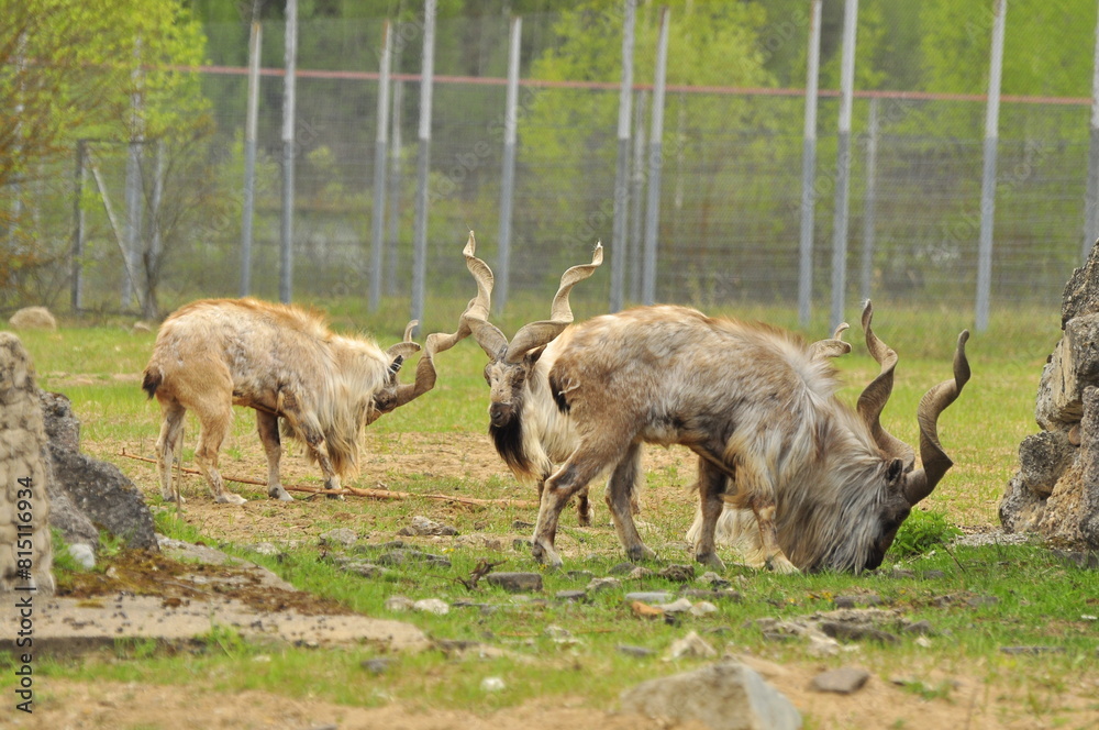 Fototapeta premium Animals - traditionally (since Aristotle) distinguished category of organisms, currently considered as a biological kingdom. Animals are the main object of study of zoology