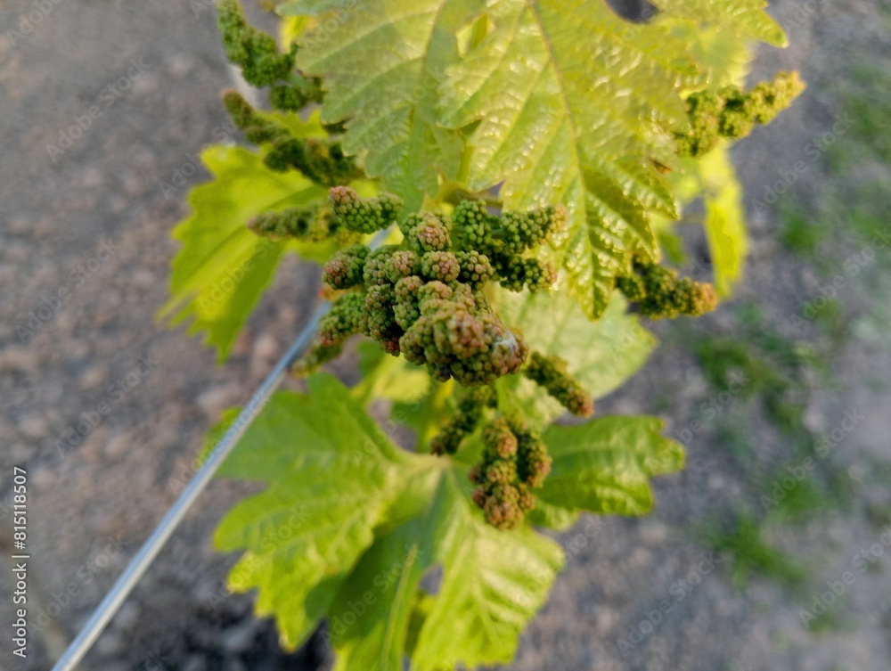 Green grape bunches with small grape berries on a background of green leaves. The topic of growing grapes. Green grape bunches with small grape berries on a background of green leaves. The topic of growing grapes.