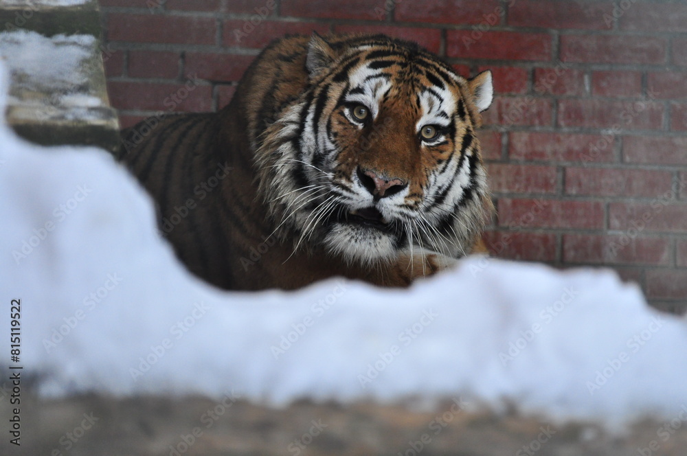 Obraz premium Animals - traditionally (since Aristotle) distinguished category of organisms, currently considered as a biological kingdom. Animals are the main object of study of zoology.