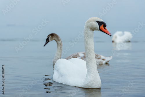 Swans on the Baltic Sea. Sopot  Poland.