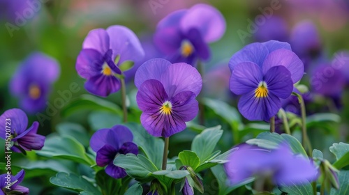 Close up image of multiple purple Viola tricolor flowers with heart shaped petals and green foliage