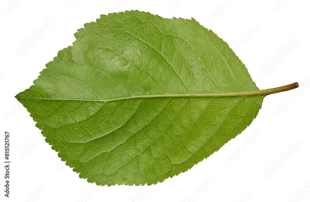 Fototapeta premium Green cherry leaf on white isolated background