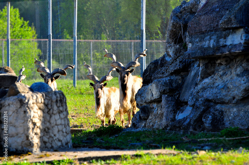 Animals - traditionally (since Aristotle) distinguished category of organisms, currently considered as a biological kingdom. Animals are the main object of study of zoology.