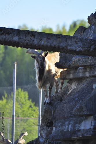 Animals - traditionally (since Aristotle) distinguished category of organisms, currently considered as a biological kingdom. Animals are the main object of study of zoology.