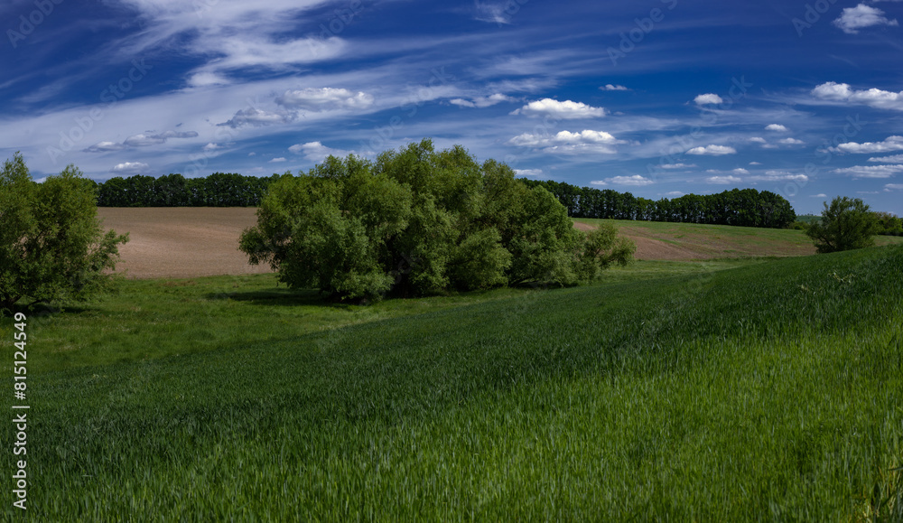 Wide panorama of landscape fields of Ukraine.Field, dirt road along the field.Green, spring fields of Ukraine. Wide panorama of landscape fields of Ukraine.Field, dirt road along the field.Green, spring fields of Ukraine.