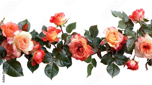 Row of pink roses on white background