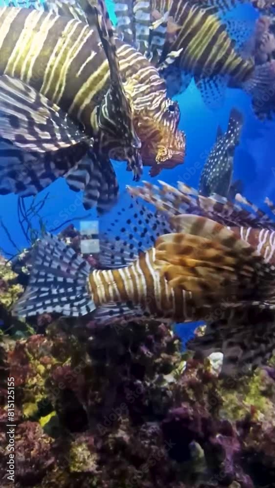 Red lionfish, Pterois volitans from the Indian and Pacific Oceans. Lionfish on a blue background near a coral reef. Red lionfish, Pterois volitans from the Indian and Pacific Oceans. Lionfish on a blue background near a coral reef.